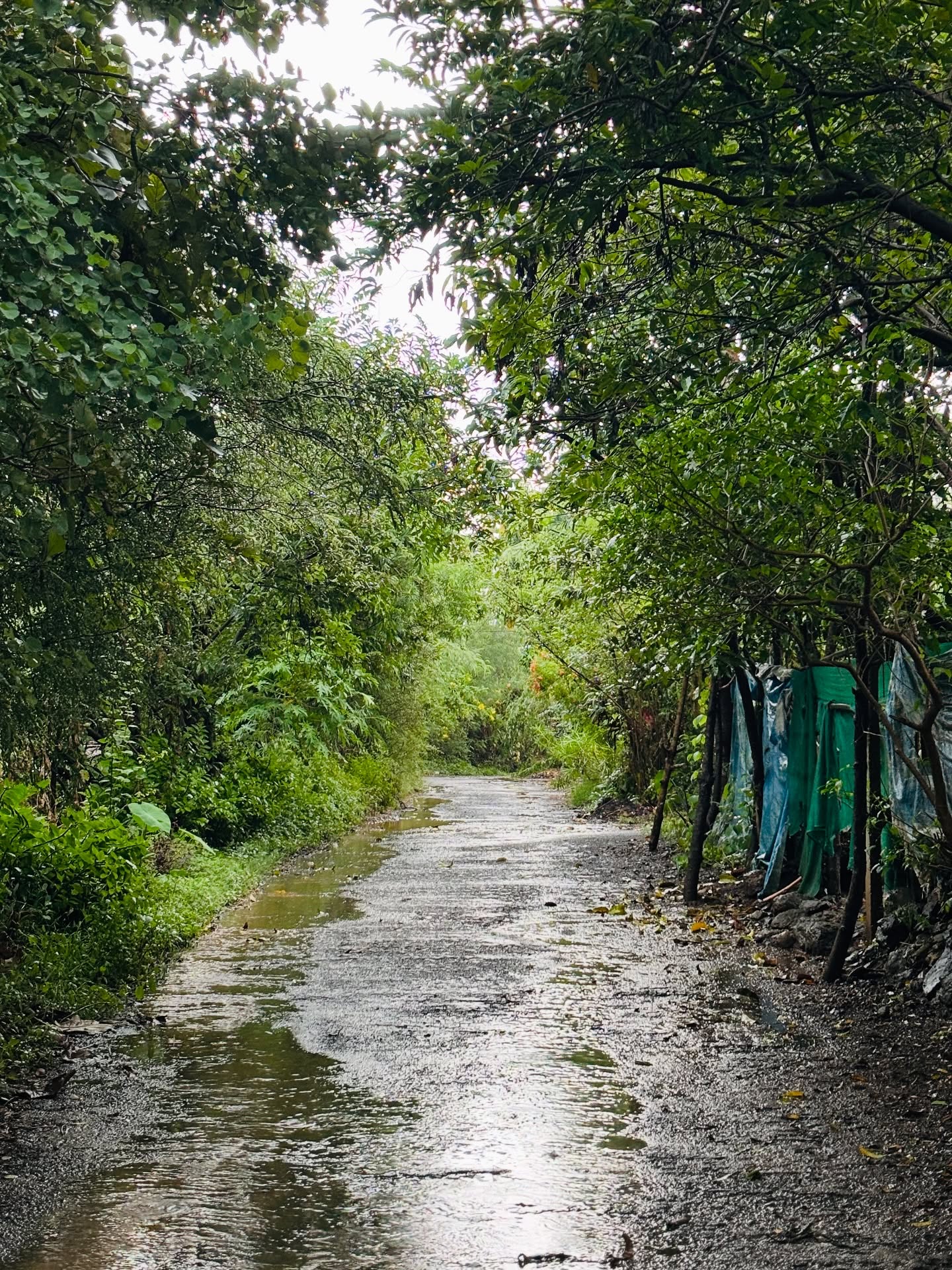 Rainy green forest pathway