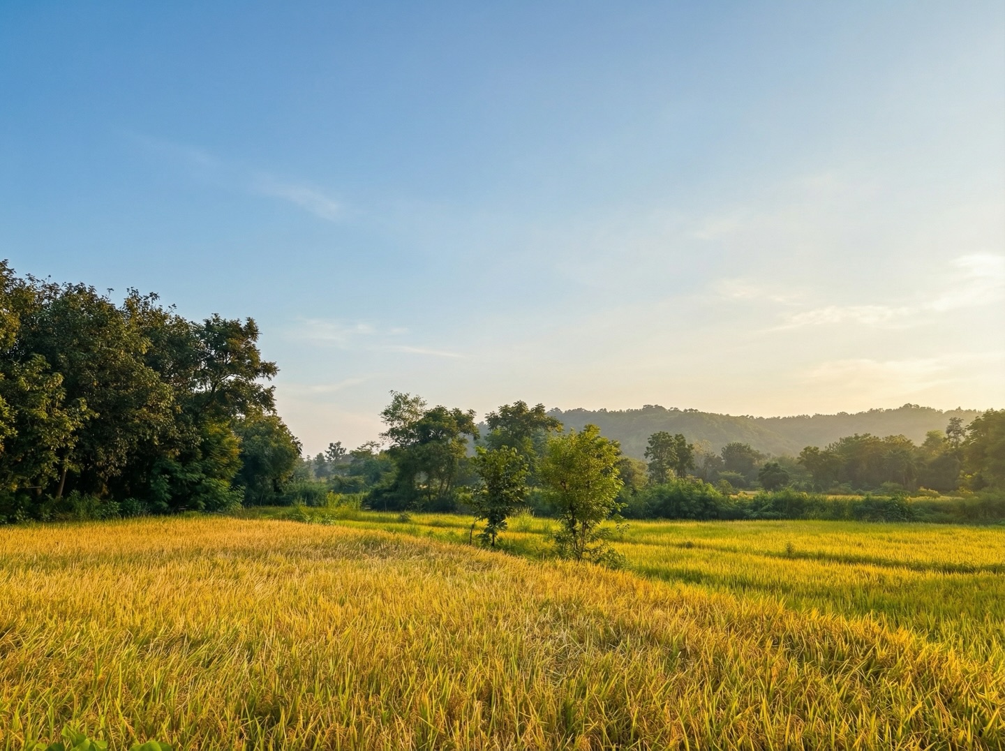 Golden field and countryside landscape