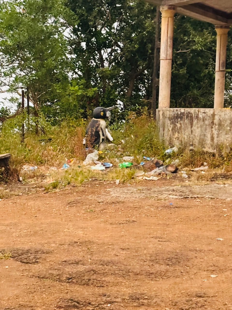 Ajmal Gadh mountain cleanup — photograph 31