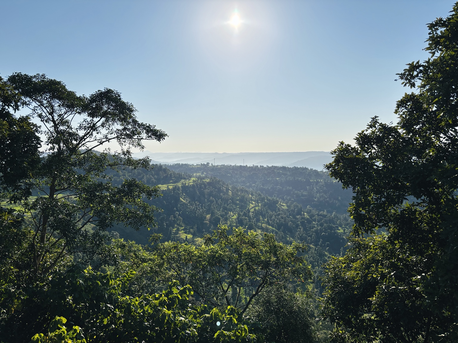 Sunlit forest valley